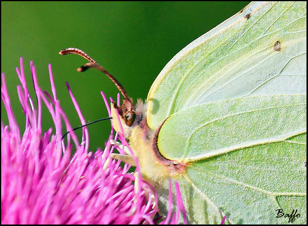 Gonepteryx rhamni?